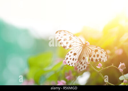 Close up noir et blanc papillon. Banque D'Images