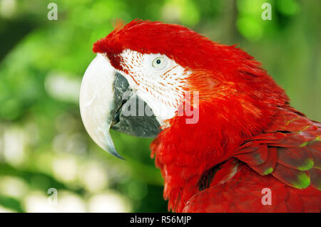 Perroquet ara rouge ou Banque D'Images