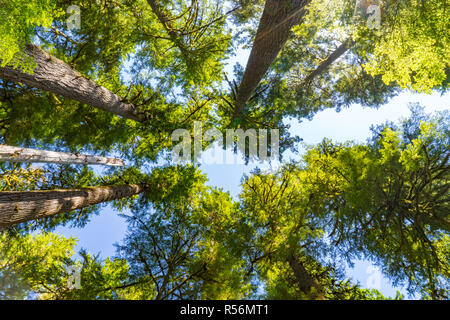 De grands arbres dans une forêt de pruche dans Olympic National Park, Washington Banque D'Images