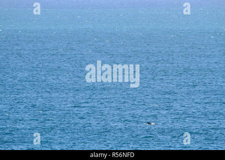 L'Irlande l'observation des baleines à partir de la Terre - seul dauphin commun violer dans l'océan Atlantique au large des côtes de l'Irlande au Baltimore Beacon. Banque D'Images