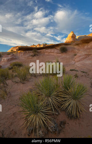 Yucca poussent le long des rives de la rivière Paria dans le sud de l'Utah. USA Banque D'Images