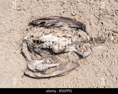 Corps d'oiseau mort, un Cormorant, Phalacrocorax carbo, sur du sable de plage, Pays-Bas Banque D'Images