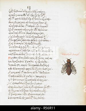 Dessin, plume et encre d'un insecte, avec lavage de couleur ; rubrication et texte. De animalium proprietate. 2e quart du 16e siècle, 3e quart du 16e siècle. Source : Burney 97 f.13. Langue : grec ancien. Auteur : trombinoscope. Vergetio, Angelo. Banque D'Images