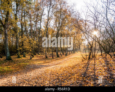 Soleil qui brille à travers les arbres sur le trottoir avec des feuilles tombées à la fin de l'automne, réserve naturelle de Hilversum, Pays-Bas Banque D'Images