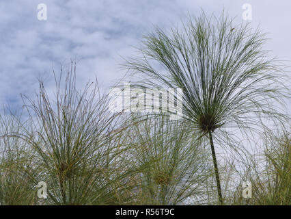 Papyrus (Cyperus papyrus) têtes de graine dans le Marais de Mabamba sur le bord du lac Victoria. Terres humides de la baie de Mabamba, district de Wakiso, Ouganda. Banque D'Images
