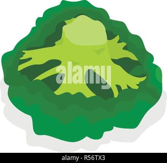 Le brocoli frais icon set. Ensemble d'isométrique brocoli frais icônes vectorielles pour le web design isolé sur fond blanc Illustration de Vecteur