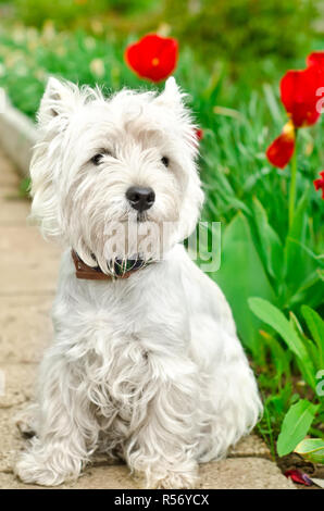 West Highland White Terrier dans un jardin Banque D'Images