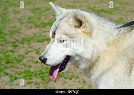 Chien husky sur une herbe verte à l'extérieur Banque D'Images