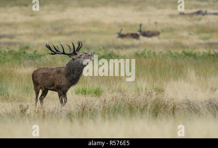 Red Deer (Cervus elaphus) stag beuglant sous la pluie pendant la saison du rut, avec deux concurrents dans l'arrière-plan. Richmond Park, Londres. Banque D'Images