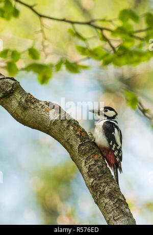 Dondrocopos pic (majeur) sur une branche de hêtre au printemps. Banque D'Images