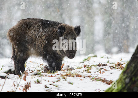 Le sanglier (Sus scrofa) lors d'une tempête de neige sur la Veluwe, aux Pays-Bas. Banque D'Images