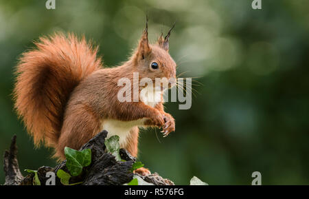 L'écureuil roux (Sciurus vulgaris) sur une souche d'arbre dans les Pays-Bas. Banque D'Images