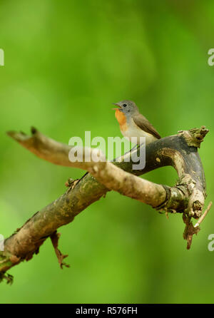 Moucherolle à poitrine rouge chant (Ficedula parva) au printemps dans les Pays-Bas. Banque D'Images