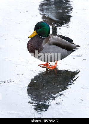 Une belle closeup portrait photo d'un canard colvert sauvages debout sur la glace sur un étang gelé dans le Wisconsin rural avec la réflexion sur la surface humide Banque D'Images