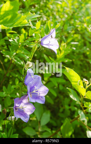 La floraison des cloches, close-up Banque D'Images