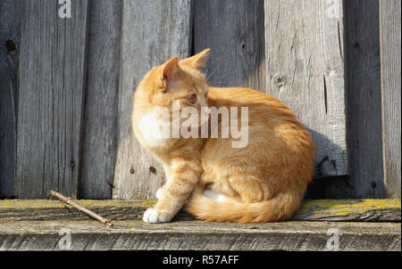 Cat et barrière en bois Banque D'Images