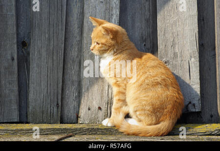 Le gingembre cat sitting Banque D'Images