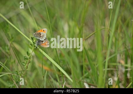 L'accouplement le petit oiseau (coenonympha pamphilus) Banque D'Images