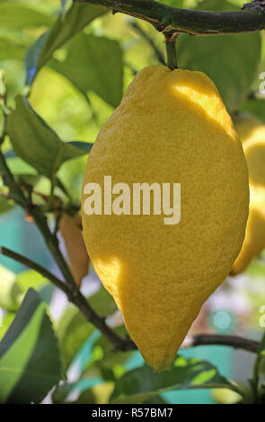 Citron Citrus limon quatre saisons à l'arbuste Banque D'Images