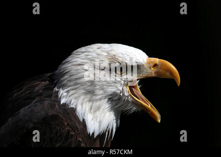 Le cri de la pygargue à tête blanche Haliaeetus leucocephalus Banque D'Images