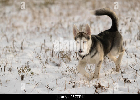 Chiot Husky, lors d'une promenade dans un champ neigeux, la lumière du soleil Banque D'Images