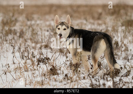 Chiot Husky, lors d'une promenade dans un champ neigeux, la lumière du soleil Banque D'Images