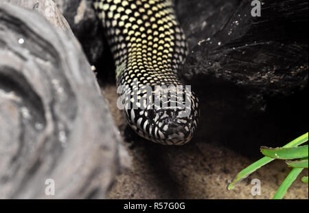 Libre ou Lampropeltis Getula Kingsnake désert Splendida sur fond Nature Banque D'Images