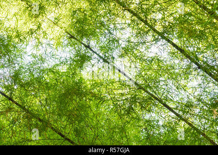 Les jeunes forêts de bambou vert contexte Banque D'Images