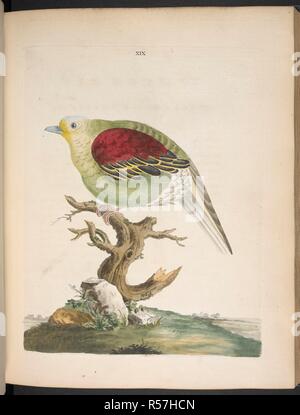 La Pompadour Pigeon. Nouvelles illustrations de zoologie, contenant cinquante planches enlumineÌes d'oiseaux curieux ... et quelques de quadrupeÌ€des, de reptiles et d'insectes, avec de courtes descriptions. systeÌmatiques (Nouvelles Illustrations de zoologie, etc.) Fr. & Eng. Londres : B. White, 1776. Source : 1255.k.9 assiette XIX (19). Auteur : Brown, Peter. Banque D'Images