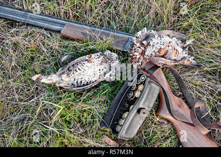 Le tétras du Canada et d'un fusil sur l'herbe Banque D'Images