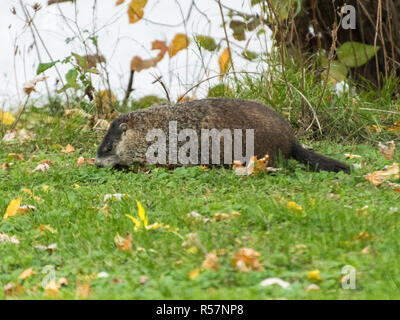 Marmotte d'alimenter dans les champs. Banque D'Images