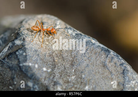 Red ant,les fourmis tisserandes (Oecophylla smaragdina) Banque D'Images