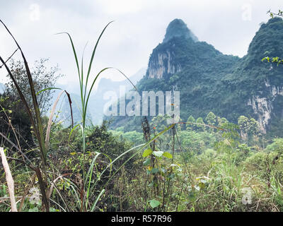 L'herbe verte et de pics calcaires dans Yangshuo Banque D'Images