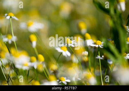 Belles fleurs de camomille médical à sun flare. La médecine alternative Spring Daisy. Fleurs d'été. Belle prairie. flowers background Banque D'Images