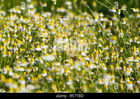 Belles fleurs de camomille médical à sun flare. La médecine alternative Spring Daisy. Fleurs d'été. Belle prairie. flowers background Banque D'Images