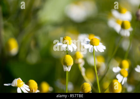 Belles fleurs de camomille médical à sun flare. La médecine alternative Spring Daisy. Fleurs d'été. Belle prairie. flowers background Banque D'Images