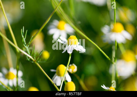 Belles fleurs de camomille médical à sun flare. La médecine alternative Spring Daisy. Fleurs d'été. Belle prairie. flowers background Banque D'Images