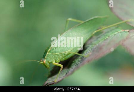 Les insectes de la famille Tettigoniidae sont communément appelé katydids, bush grillons ou sauterelles longicorne. New South Wales, Australie Banque D'Images