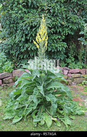 L'habitus à grande fleur, molène verbascum densiflorum Banque D'Images