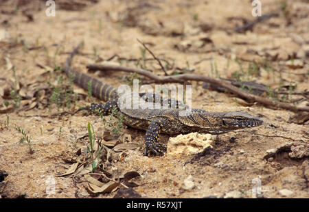 AUSTRALIAN GOANNA (VARAN) Kangaroo Island, Australie du Sud Banque D'Images