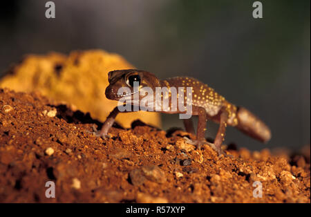 Underwoodisaurus milii est une espèce de scorpions de la famille des Carphodactylidae. Espèce est communément connue sous le nom d'épaisseur ou à queue barking gecko. Banque D'Images