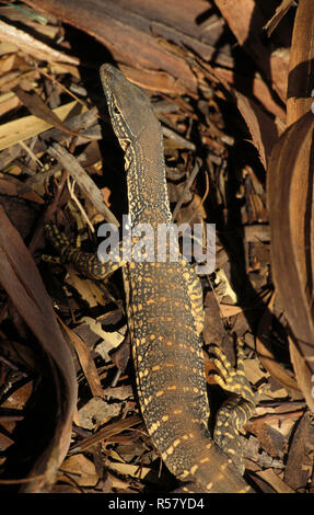 Moniteur de sable (VARANUS GOULDII) Goldfields, l'ouest de l'Australie Banque D'Images