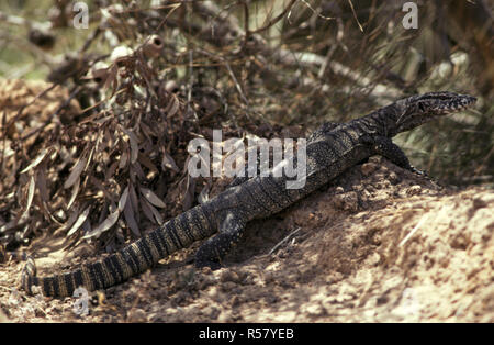 VARANUS GOULDII GOANNA (sable) également connu sous le nom de moniteur ou de sable, MONITEUR DE GOULD Goldfields, l'ouest de l'Australie Banque D'Images
