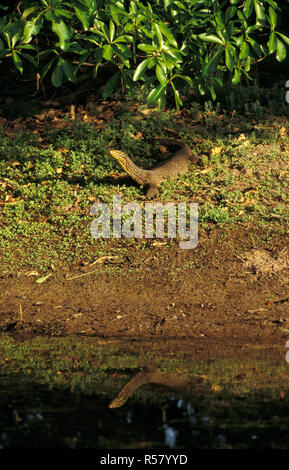 SPOTTED JAUNE MONITEUR (VARANUS PANOPTES) KAKADU NATIONAL PARK, TERRITOIRE DU NORD, AUSTRALIE Banque D'Images