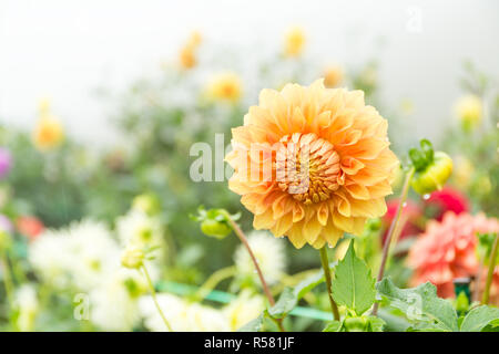 Beau jardin Chrysanthèmes Banque D'Images