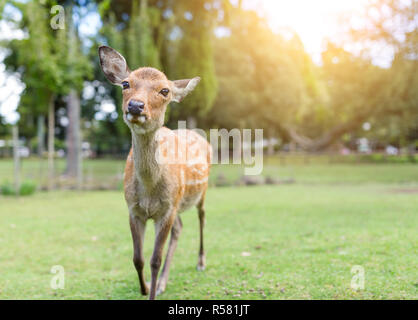 Beau cerf dans le parc avec le soleil Banque D'Images