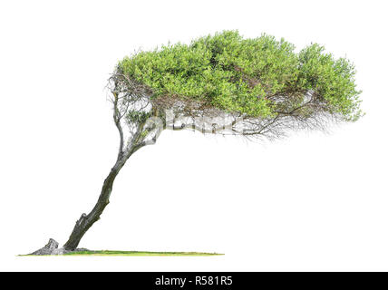 Eucalyptus incliné avec couronne asymétrique isolé sur fond blanc Banque D'Images