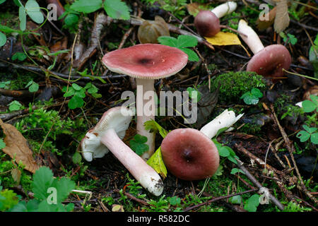 Brittlegill ou fruité de groseille russula, Russula queletii Banque D'Images