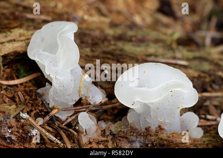 Pseudohydnum gelatinosum, noms communs : jelly crantée, champignon champignons hérisson faux, langue de chat, et blanc de champignons en gelée Banque D'Images