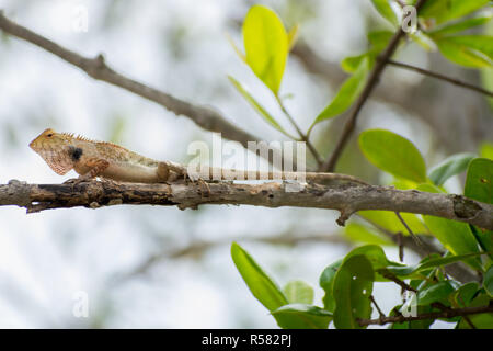 Jeune Lézard brun on tree Banque D'Images